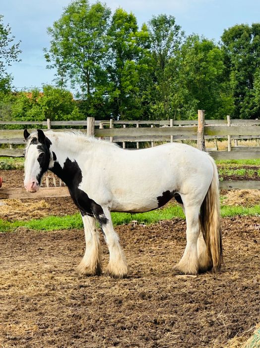 Sprzedam klacz Tinker