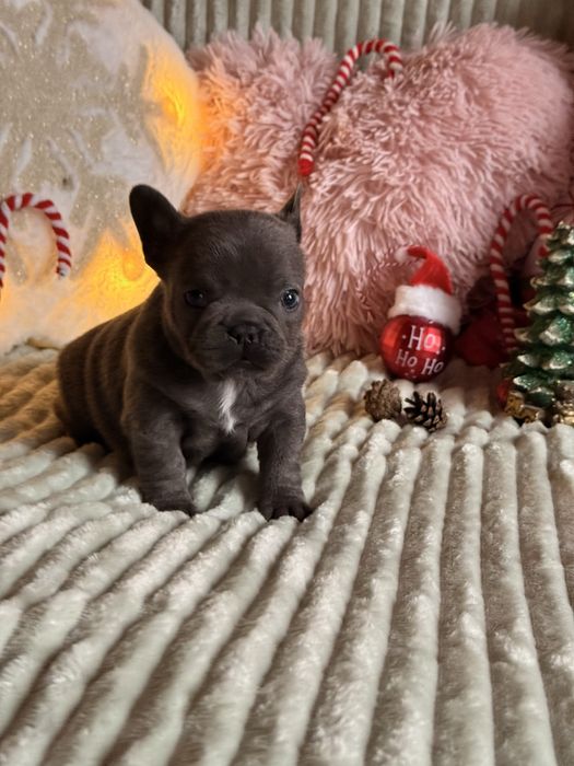 Buldog francuski do rezerwacji