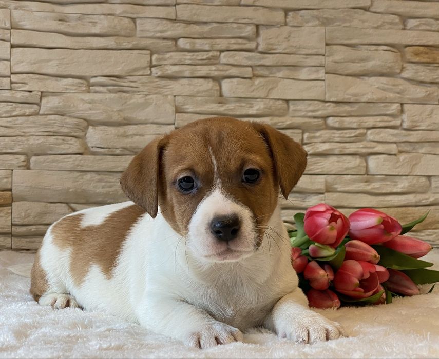 Chłopiec Bursztyn Jack Russell Terrier