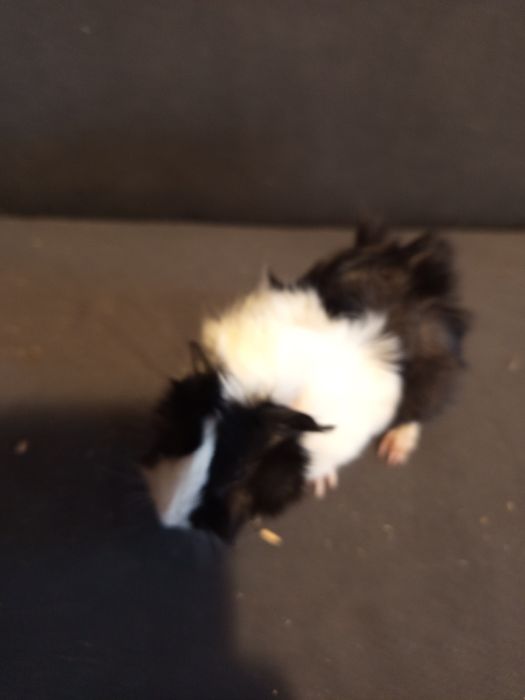 Świnki morskie -maluszki