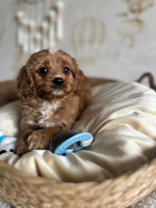 Piękny chłopak Cavapoo