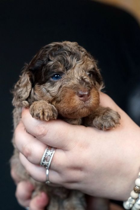 Різнобарвні Той Пулеля та Кавалер Кінг Чарльз