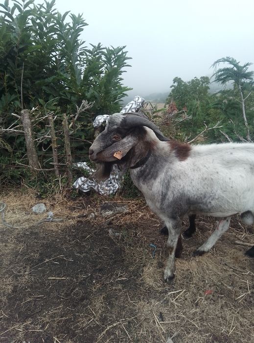 Cabrito cruzado boer