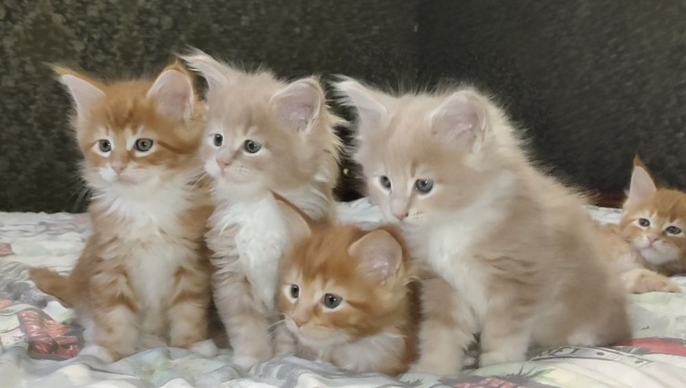 Котята породы Мейн Кун.