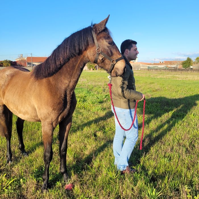 Poldro c/ livro azul