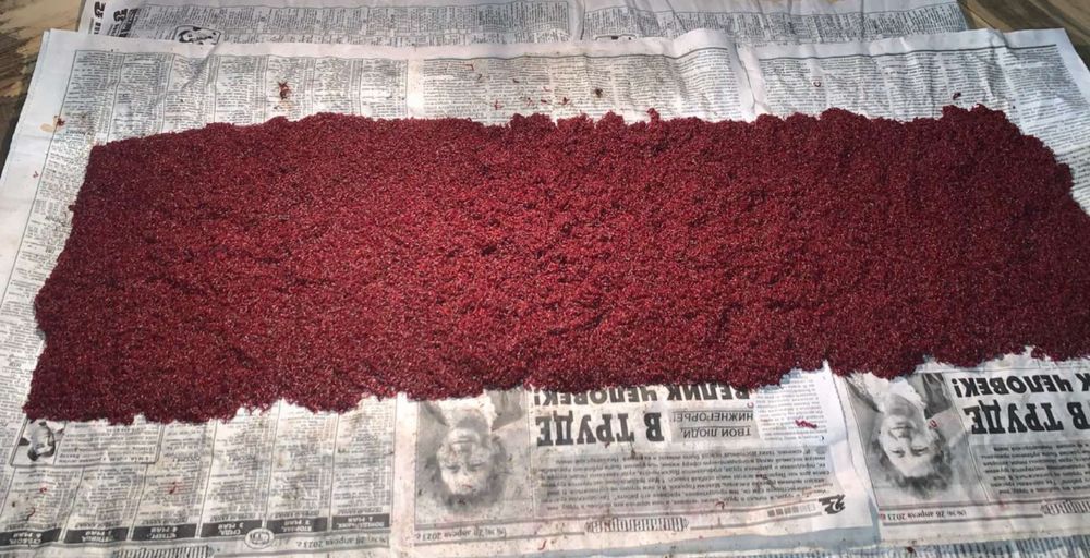 Продам мотиль , мотыль  для акваріумних риб