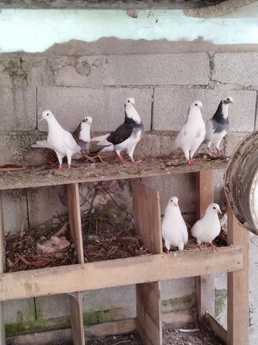 Tenho Pombas de cor branca e malhadas de exlente qualidade para seder.
