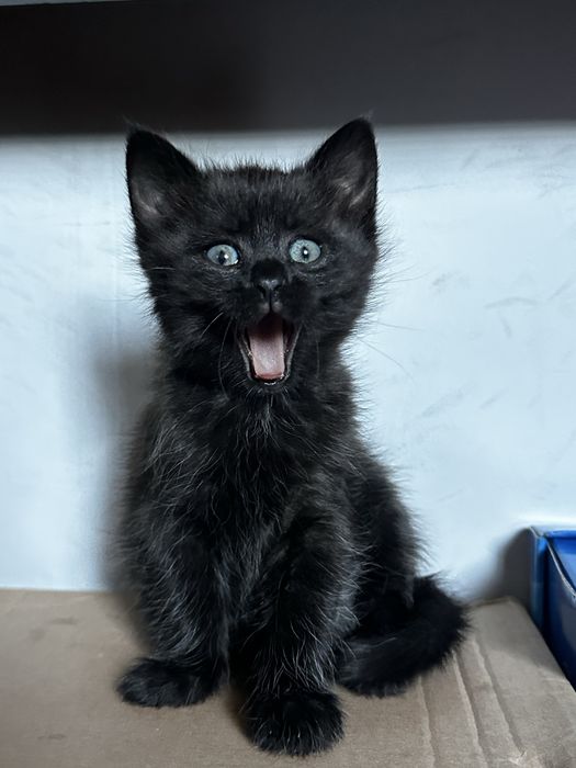 Кошеня дівчинка 2 місяці