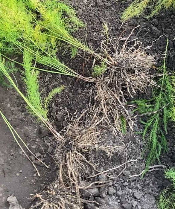 Садженці  спаржи Аржентейська   однорічні та дворічні