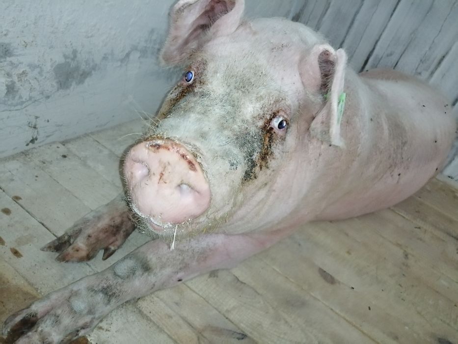 Сперма від Хряків  Пьетрен,Ландрас,Maxter 304