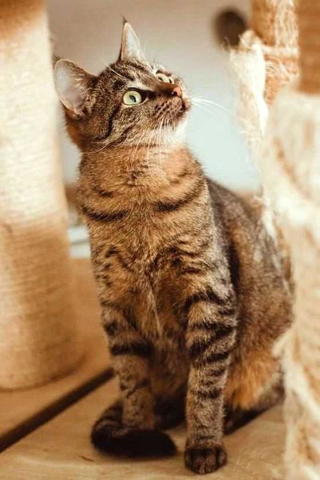 Grafit kot do spokojnego i cierpliwego domu do adopcji ze schroniska