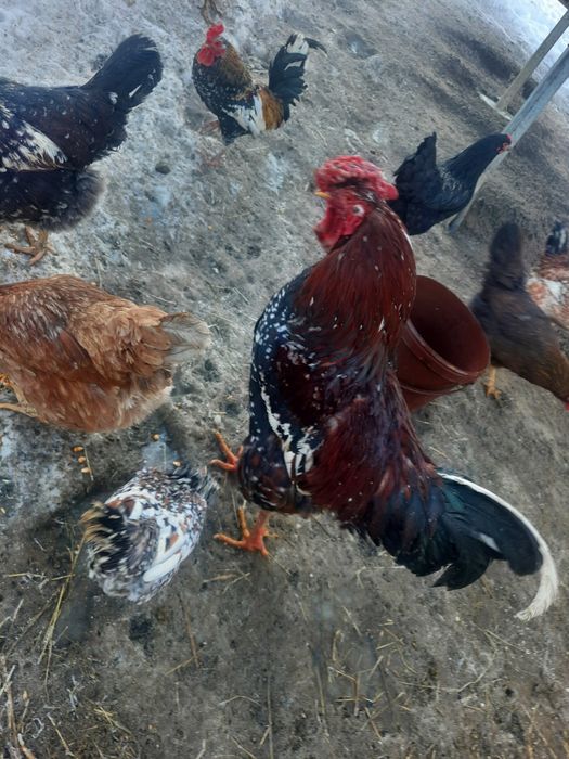 Jajka legowe czubatki staropolskiej