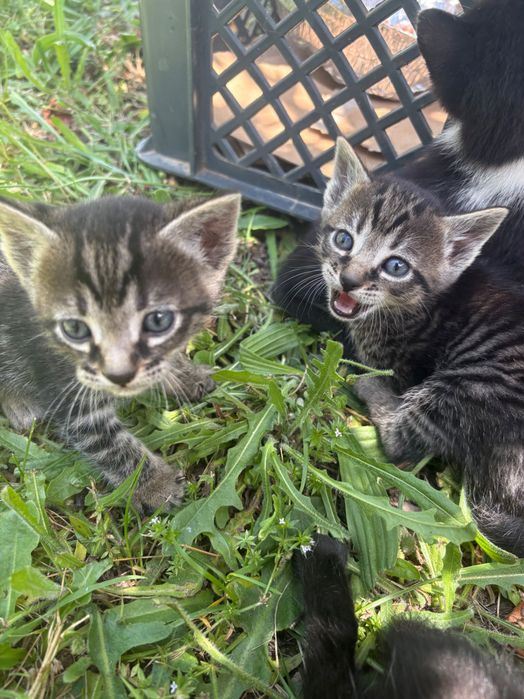 4 gatinhos para adoção