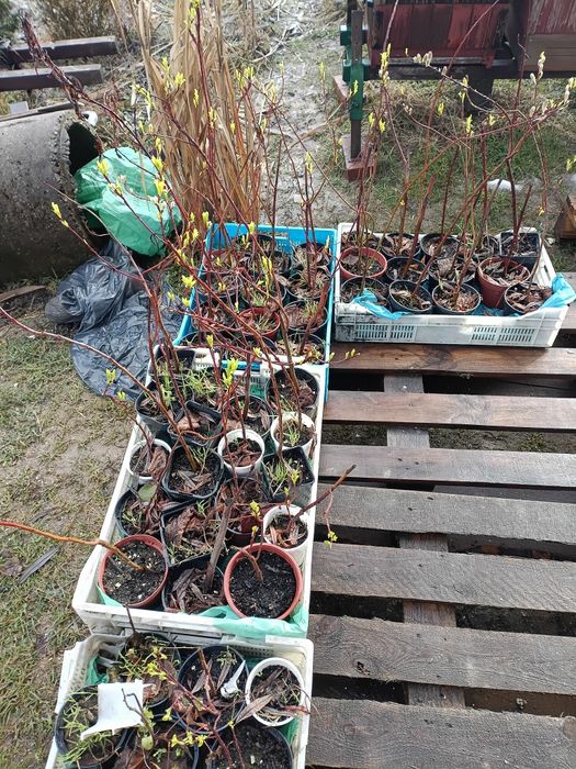 Sadzonki wierzby smoczej