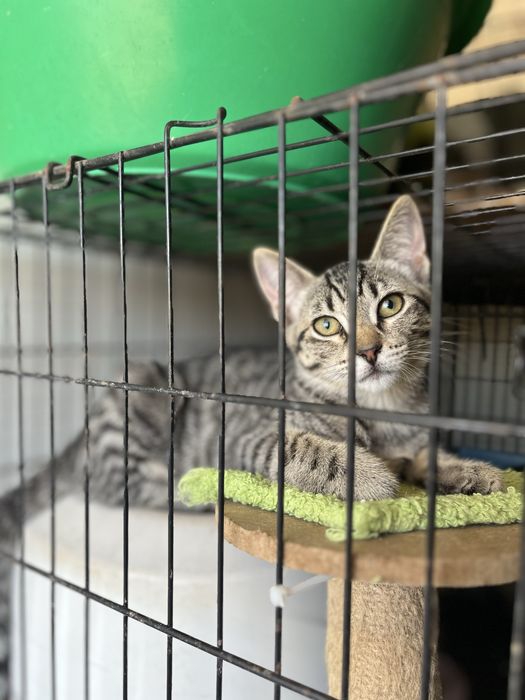 2 gatinhas para Adoção!