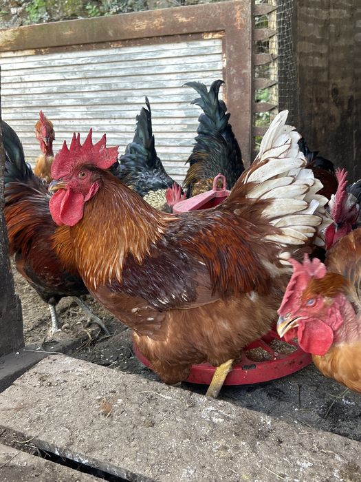 Galos pata capoira ou para prato!