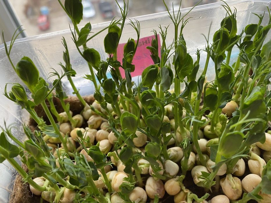 Трава для животных