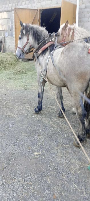 Sprzedam klacz pełne pochodzenie maść siwa księga źrebiąt PKZ
