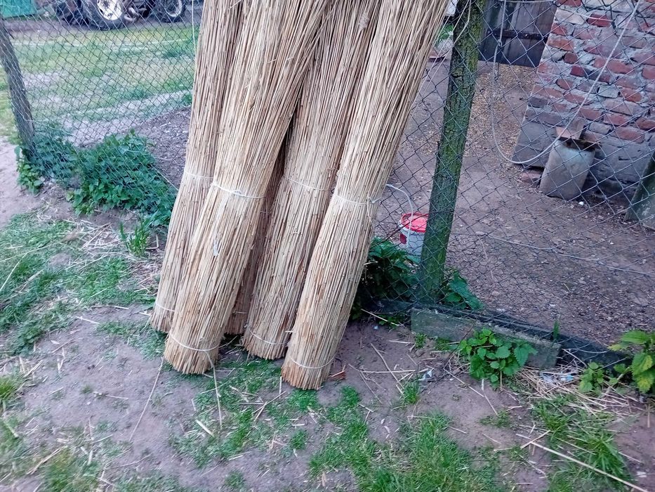 Trzcina dachowa strzecha dach