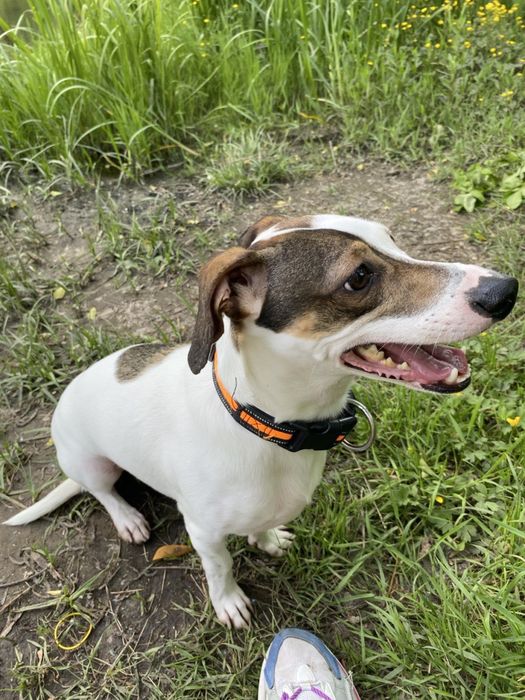 Віддам собаку у добрі руки