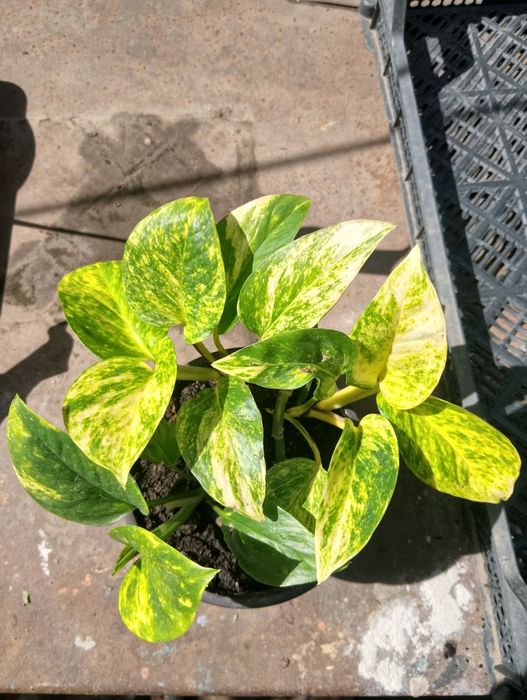 Монстера Альба, монстера вариегатная. Епипремнум