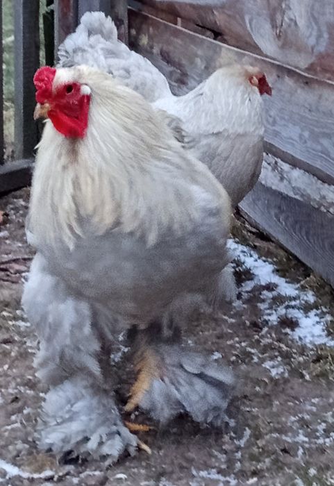 Brahma lawendowa Isabell. Kogut