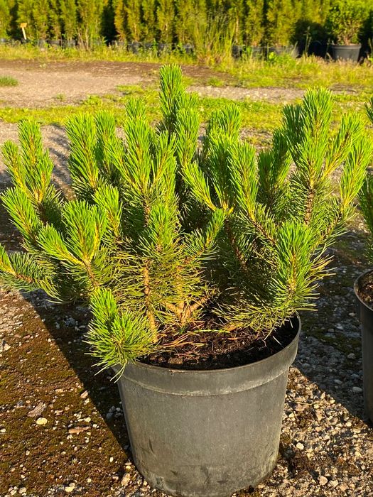 Sosna bośniacka 30-60 cm w donicy