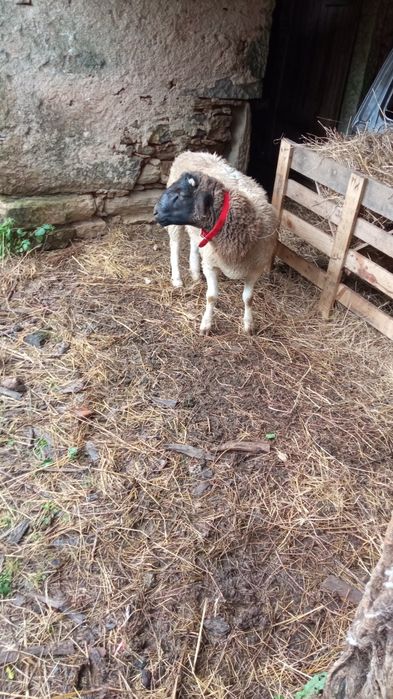 Para venda ou troca, Carneiro  da raça Dorper