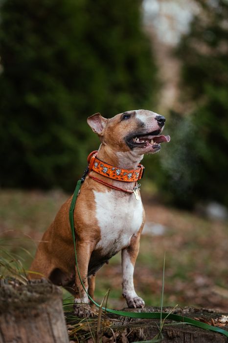 Прилаштовується бультер'єр