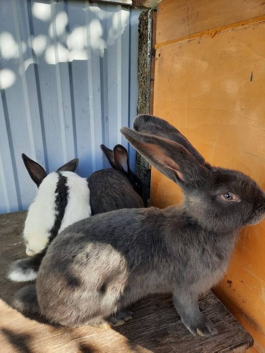 Кролі німецький строкач