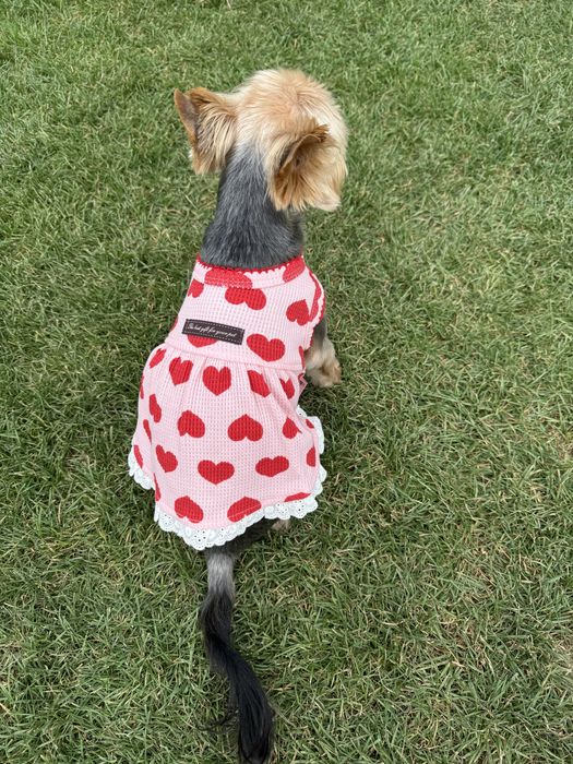 Одяг для собачки