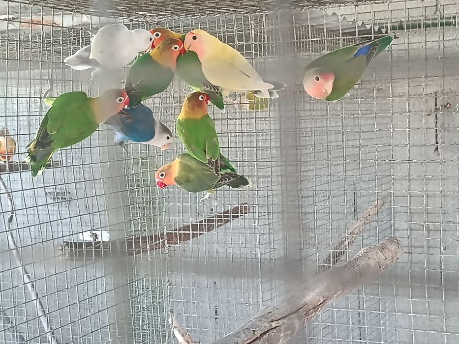 casais agapornis