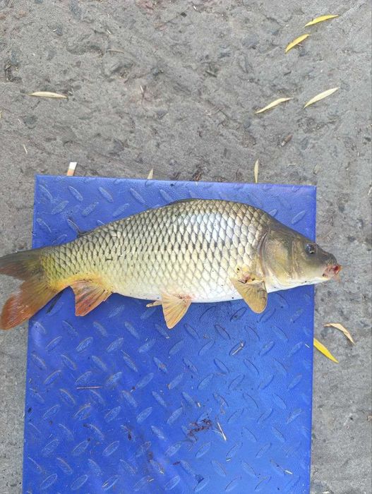 Реалізуємо короп товарний