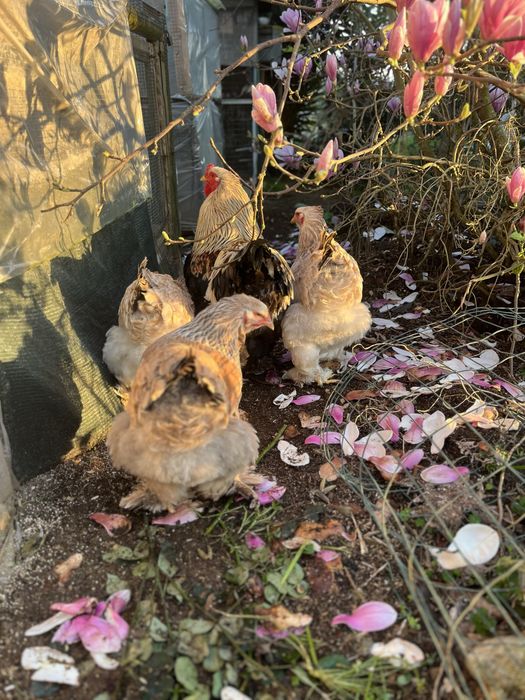 Ovos de Brahma Salmão