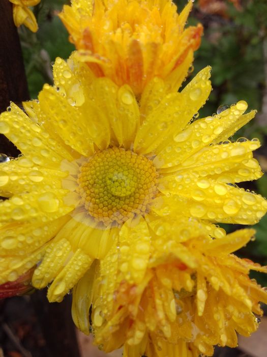 Садовые цветы хризантемы мультифлора, безвременник, лаванда, годжи и д