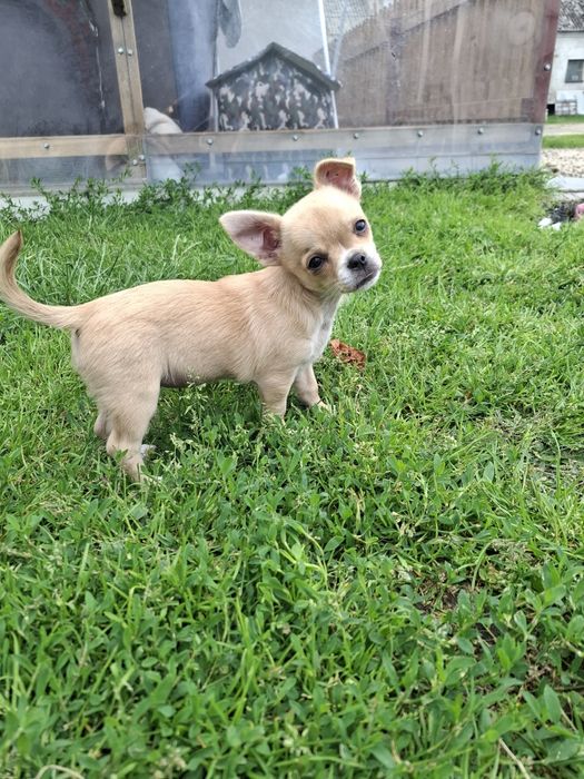 Chiuhuahua sunia