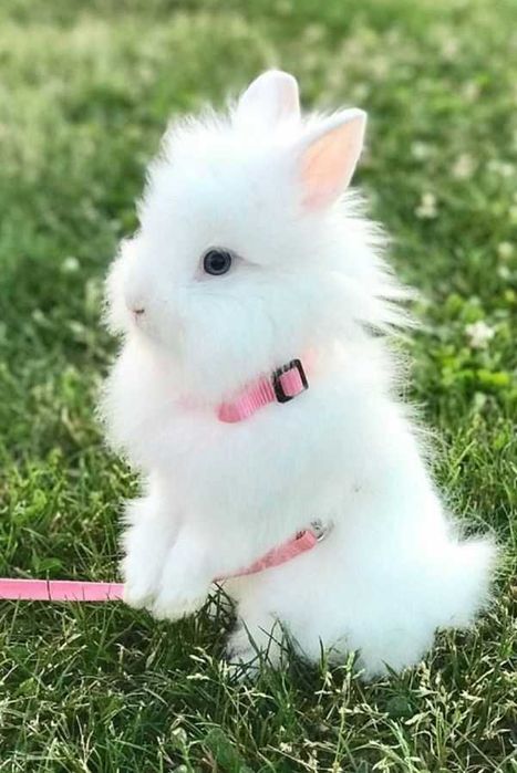 Coelhos anões+Gaiola nova+alimentação adequada