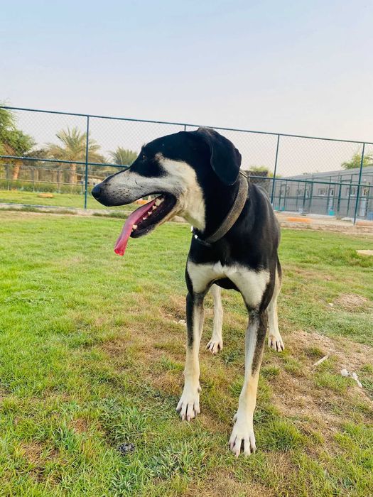 Młoda, bardzo pro ludzka i towarzyska Coco w typie saluki