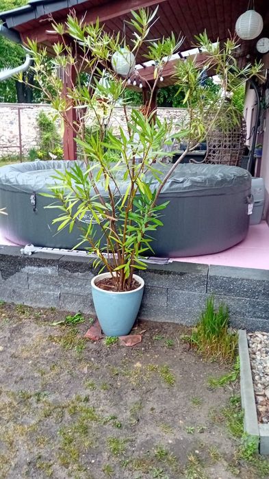 Duży kwiat oleander