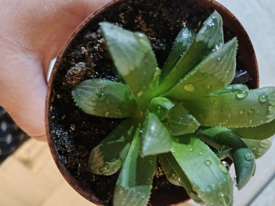 Суккуленти, кактус