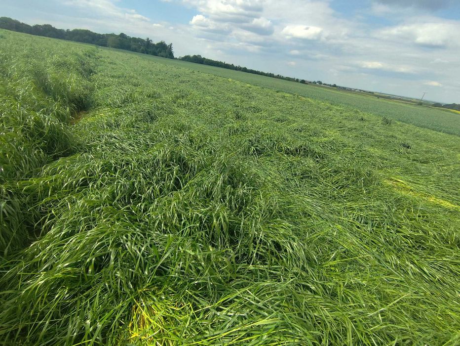 życica westerwoldzka          5,5 zł  kg