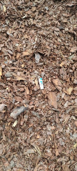 Kora Sosnowa Wrocław Okolice