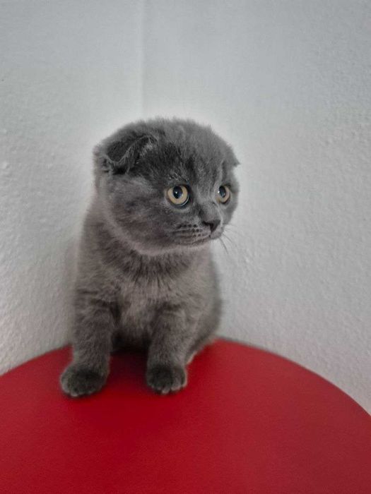 Gatinha Scotish Fold