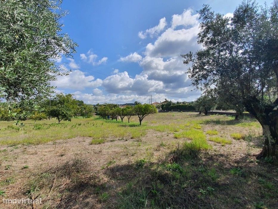 Terreno para construção com poço e arvores de fruto em Cernache