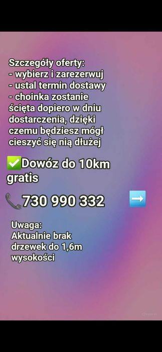 Choinki, świerki 2m i więcej