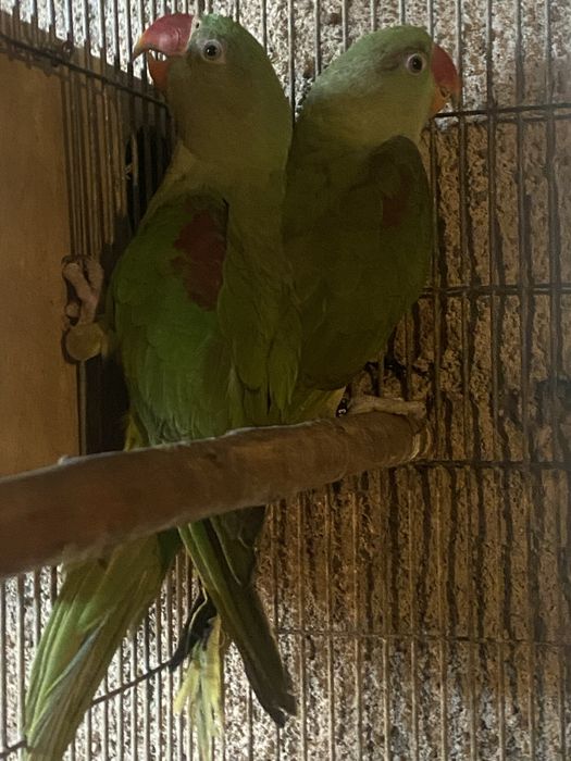 Casal de alexandrinos