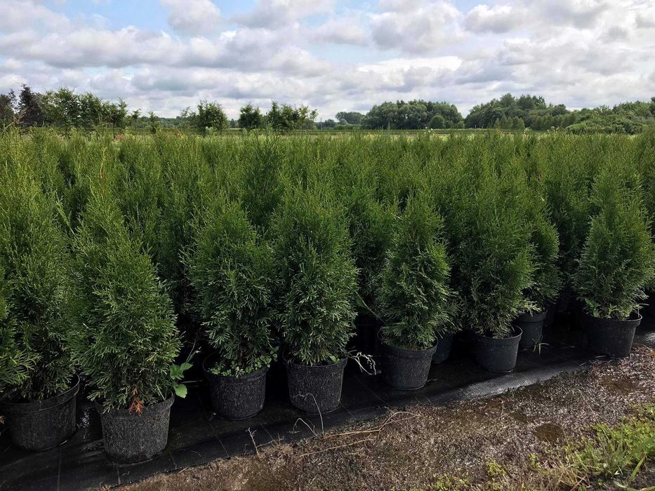tuja szmaragd piękna,doniczkaC2 80cm jakość premium JESIENNA PROMOCJA!