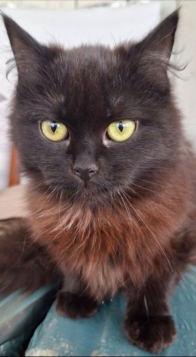 Шукає дім неймовірна красуня!