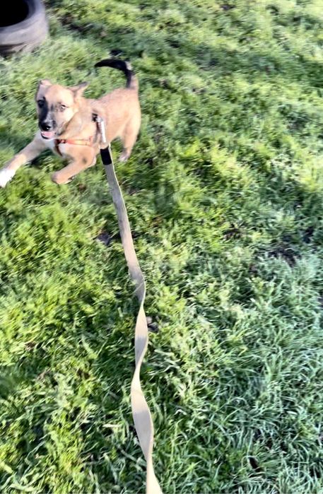 Собака шукає дім для охорони.