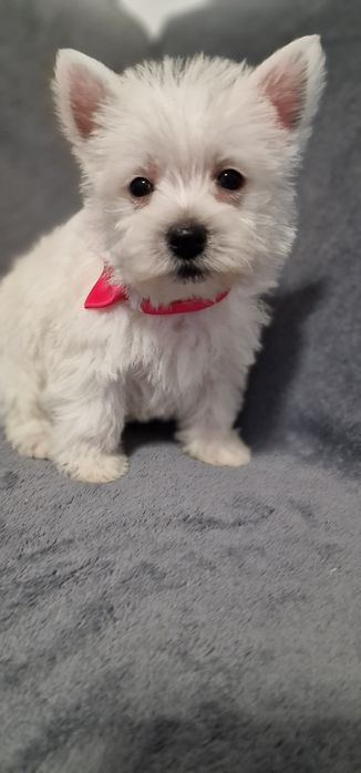 West Highland White Terrier Piesek